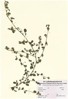 藏品(山螞蝗)的圖片